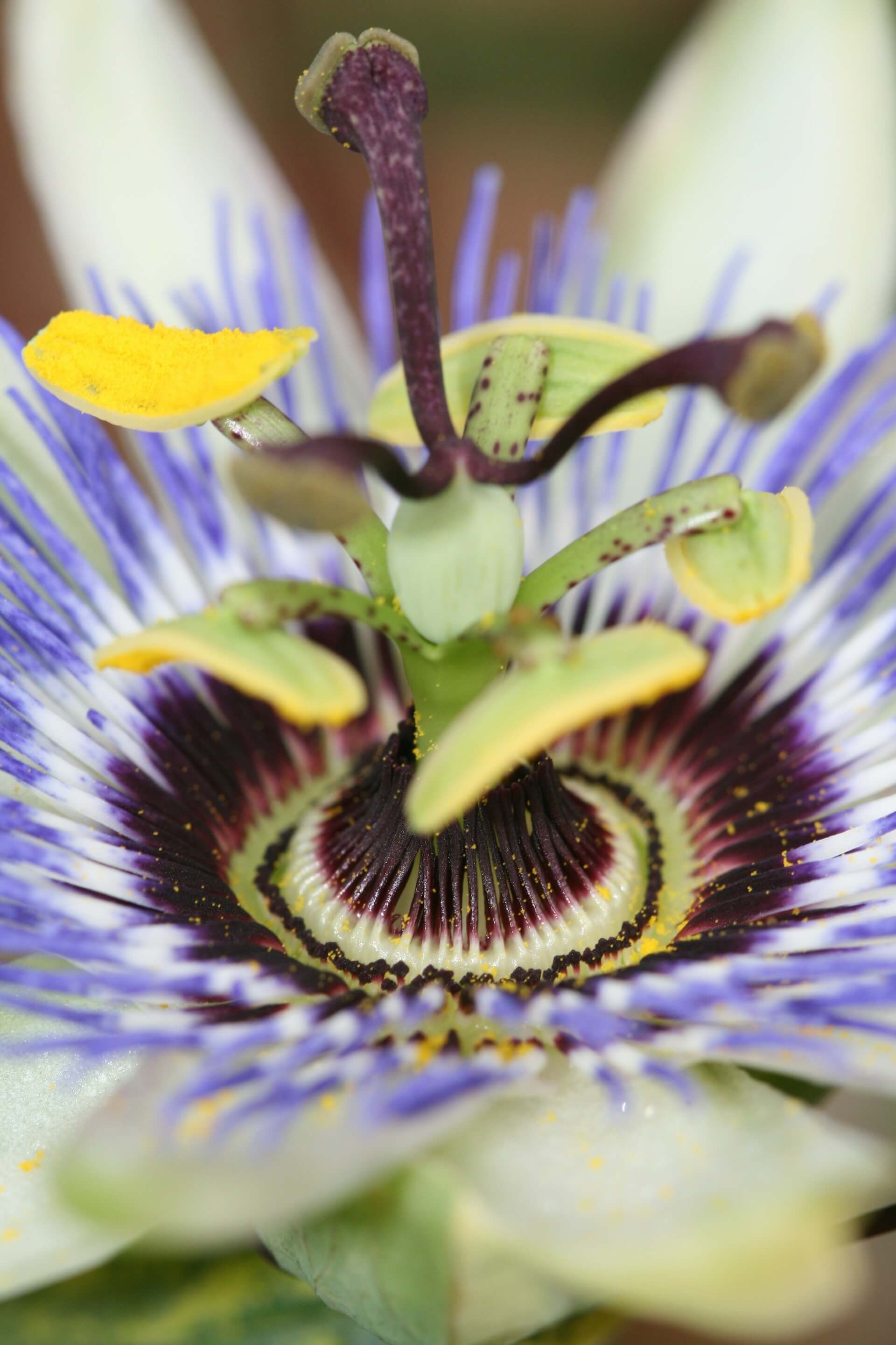 Surrender and Flow with Life herbal tincture
