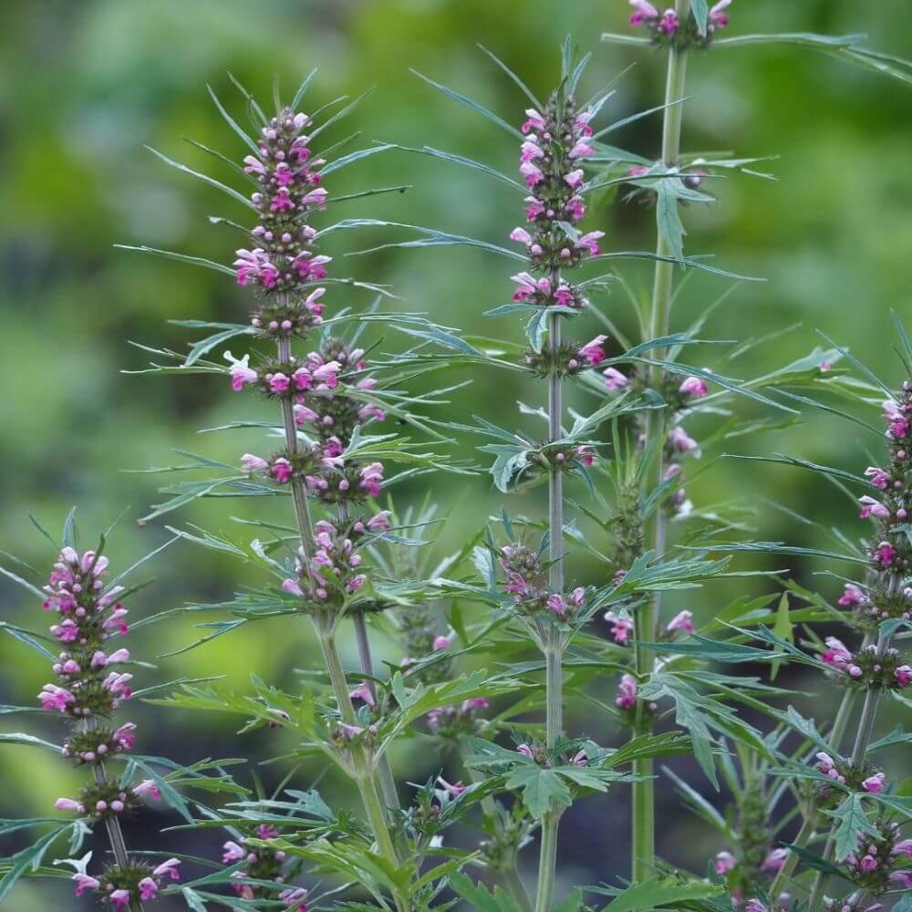 Courage herbal tincture