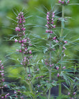 Courage herbal tincture