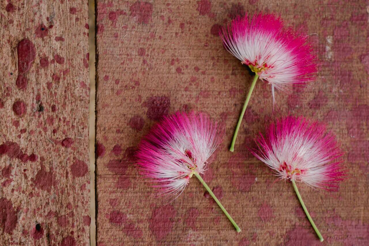 bobinsana flowers on wooden surface