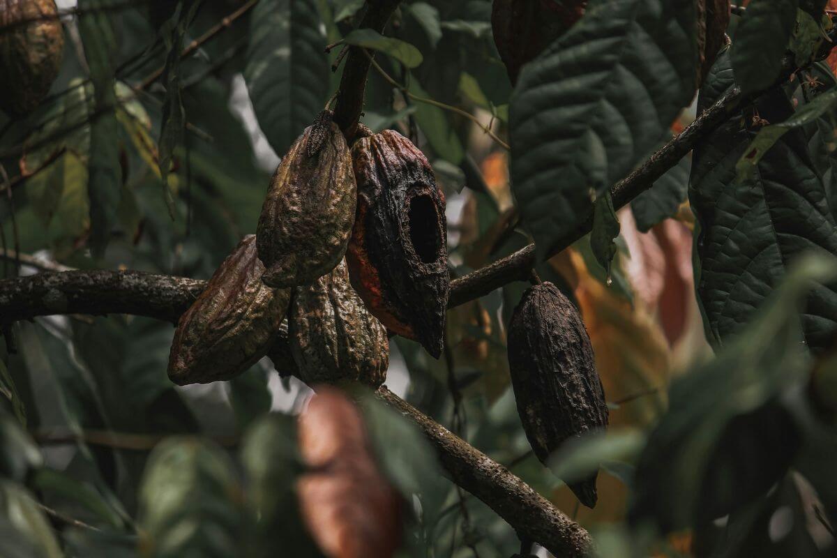 Cacao Plant Medicine: Origins, Science and the Art of Working with Theobroma Cacao