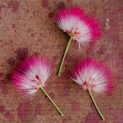bobinsana flowers on wood and pink surface